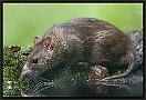 Bruine Rat, Brown Rat, Rattus norvegicus Location: Hof van Twente, the Netherlands bruine rat zt MG 2841 kopie